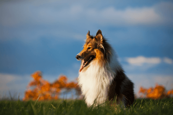Collie