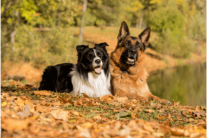 Duitse herder met border collie
