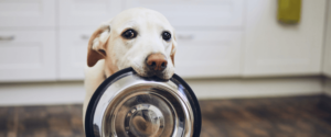 Hond met voerbak in zijn bek