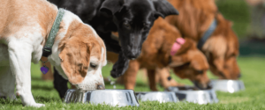 Honden aan het eten