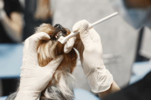 Tandsteen verwijderen bij hond