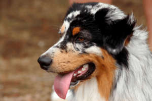 Australian shepherd golden retriever kruising