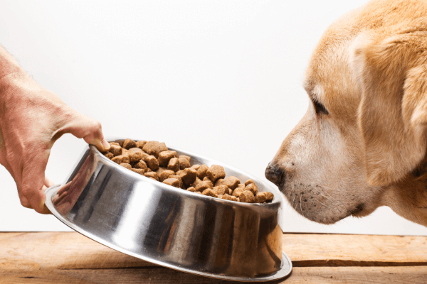Hond krijgt glutenvrije hondenvoer