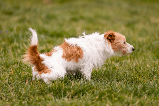 Hond heeft last van zijn maag en darmen