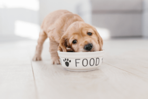 Puppy zijn brokken aan het eten