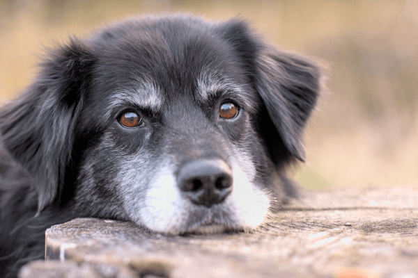 Senior dog