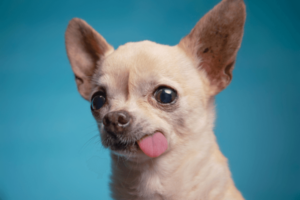 Chihuahua hungry