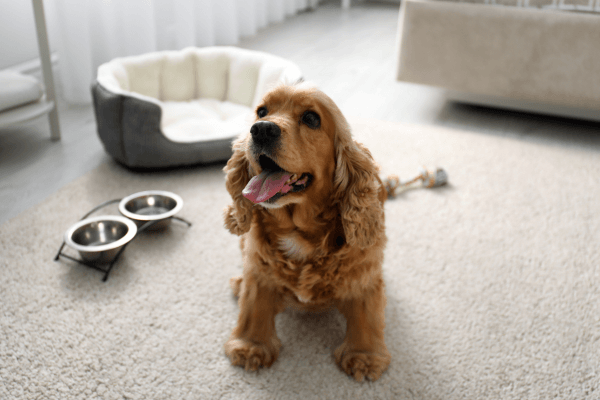 Cockers spaniel is waiting on his food