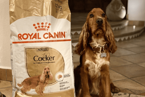 Cockers spaniel with his food from Royal Canin