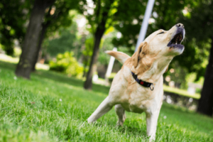 Dog barking