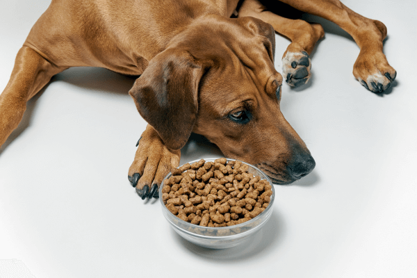 Dog is done with dry dog food