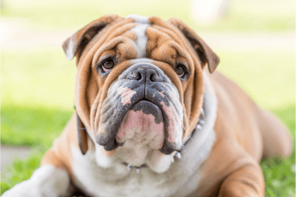 English Bulldog