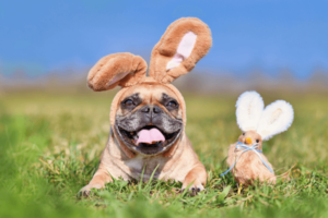 French bulldog in the grass