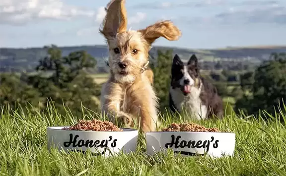 honeys dog food