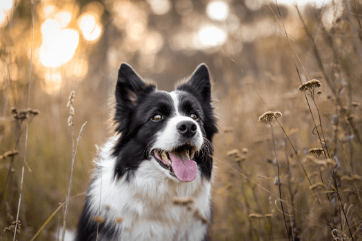 Border collie in hoog gras