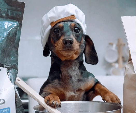 Dachshund making food