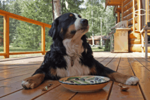 Dog waiting on dog food