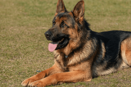 German Shepherd