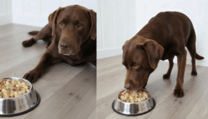 Luna my labrador eating NomNom dog food