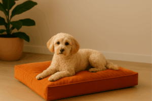 Oranje hondenkussen