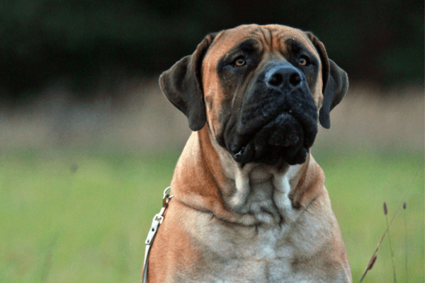 Boerboel aan de riem