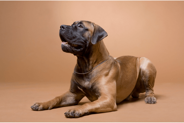 Boerboel liggend