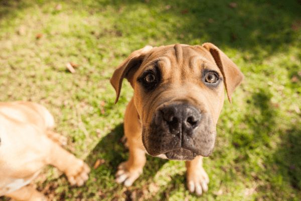Boerboel pup