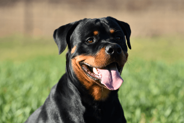 Rottweiler