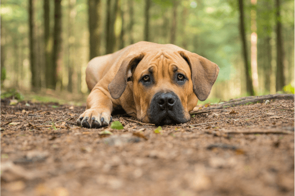 boerboel in het bos